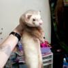 Pair of Ferrets available