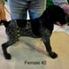 Female German Shorthair Pointer