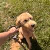 Female Goldendoodle For Sale