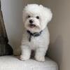 STUD SERVICE | Korean Mini Bichon Frise