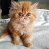 Persian kitten for sale
