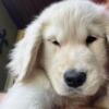 English Cream Golden Retriever Puppies