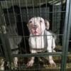 Great high quality  american bullies with amazing bloodline behind it!!!