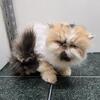 Extreme face Persian cats retiring