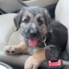 german shepherd mix puppy