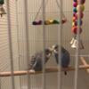 Two parakeets for sale with cage