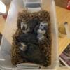 Babies Timeth African grays