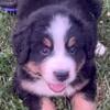 Bernese Mountain Dog puppies