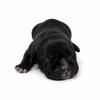 american bully