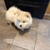 Chow Chow puppies