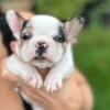 French Bulldog For Sale 