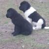 1 male newfoundland puppy akc reg