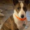 Pretty red brindle Basenji.  FREE