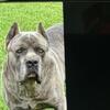 Adult Cane Corso Blue brindle