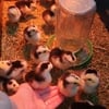 RARE Swedish Orust Chicks NPIP/AI