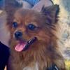 UKC Reg Mi-Ki, Young Adult Male, Purebred, Neutered