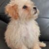 Maltipoo Puppies Looking for Their Fur Ever Homes