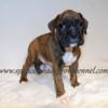 AKC registered Boxer puppies available from Spencer's Shady Grove Kennel