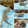 Blue Rosette Bengal Kittens *Only 2 left*