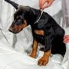 100% European Doberman puppies