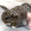 Mini Plush Lops
