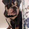 Female English bulldog