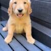 GOLDEN RETRIEVERS AKC