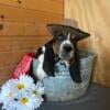 AKC Basset Hound puppie