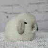 Now Available Holland Lop Bunnies!