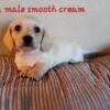 Beautiful Dachshund Puppies Adorable Smooth and Longhair