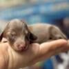 Mini dachshund long hair puppies