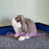 Friendly baby bunny rabbit Holland Lop