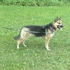 German Shepherd Husky Puppies