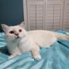 Female Mitted Lilac Point Ragdoll Cat