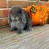 Blue Holland Lop Buck