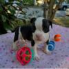 American Bully Puppy Mr. Panda