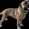 Male Cane Corso