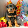 Gorgeous Rottweiler Puppies