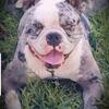 5 week old bully puppies