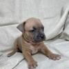 American Bully Puppies