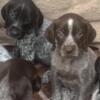 German pointer puppies