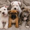 PUPPIES FOR SALE $500 EACH