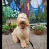 Beautiful CKC Goldendoodle female puppy 6 months house trained  works Beautiful on a leash,very sweet