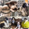 Standard Bernedoodle Only 1 left! READY NOW