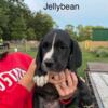 Jellybean looking for home