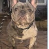 French bulldog boy 89