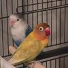 Lovebird pair 