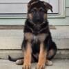 Black and Red West German Showline Pups