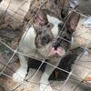French bulldogs 