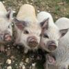 Kune kune piglets forsale